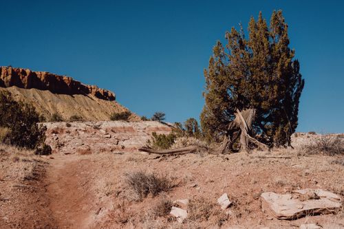 Free A scenic view of a dry desert landscape featuring a lone tree and an eroded canyon under a clear blue sky. Stock Photo