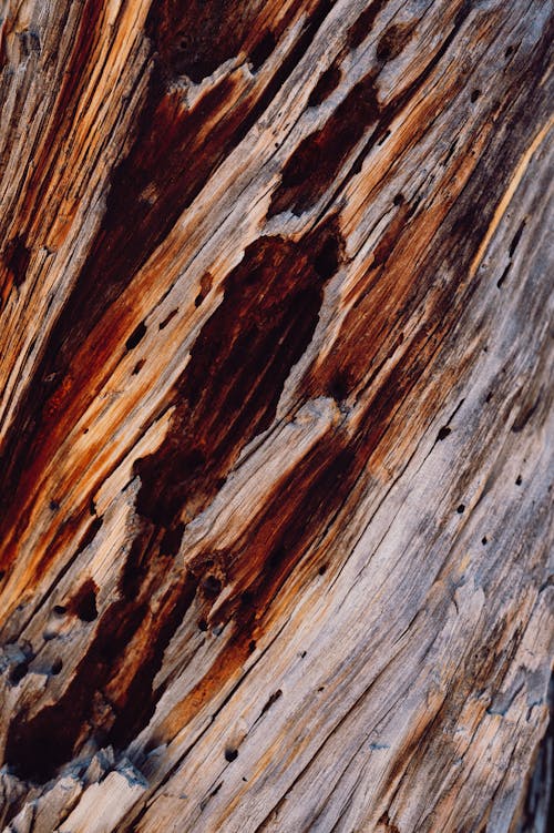 Foto d'estoc gratuïta de de fusta, desert, escorça