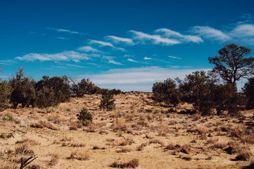 Free Bushes in Arid Landscape Stock Photo