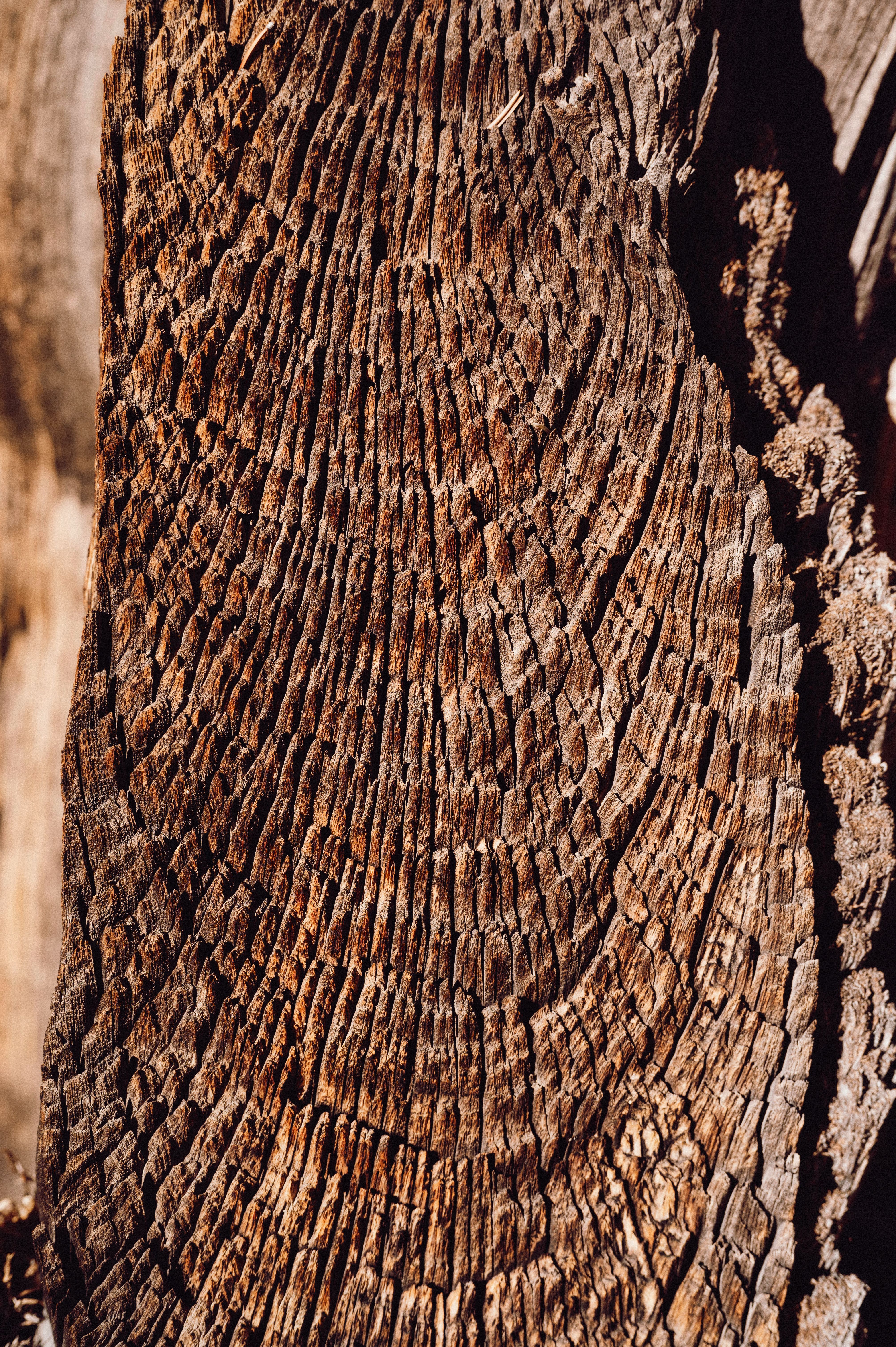 Fine bark pattern in low light, photo by Alfo Medeiros on Pexels