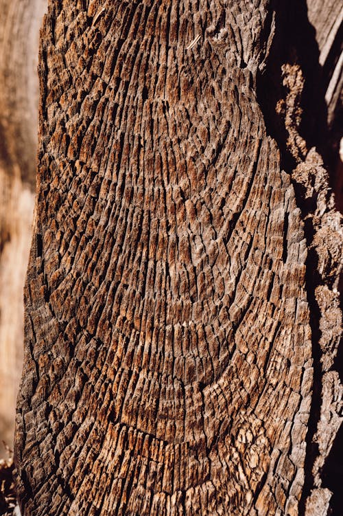 Tree Bark Photos, Download The BEST Free Tree Bark Stock Photos & HD Images
