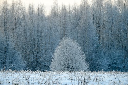 Forest in Snow