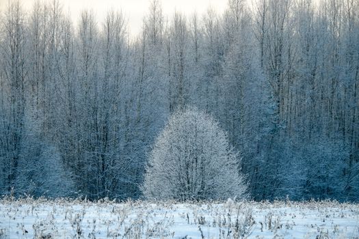 Forest in Snow