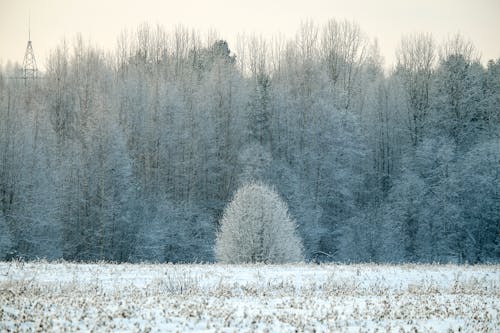 Forest Trees and a Field Covered in Winter Snow 