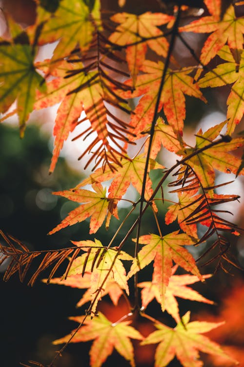 Darmowe zdjęcie z galerii z gałąź, jesień, liście