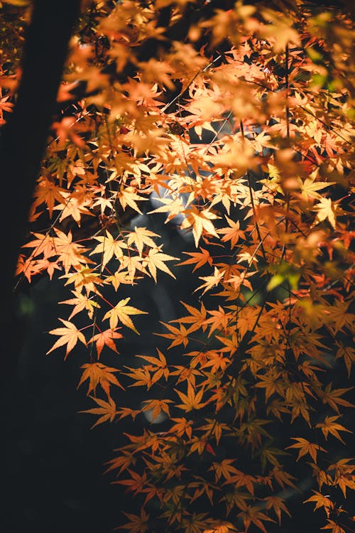 Photos gratuites de automne, eau, érable