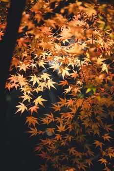 Captivating shot of orange maple leaves in sunlight, highlighting autumn's beauty and colors.