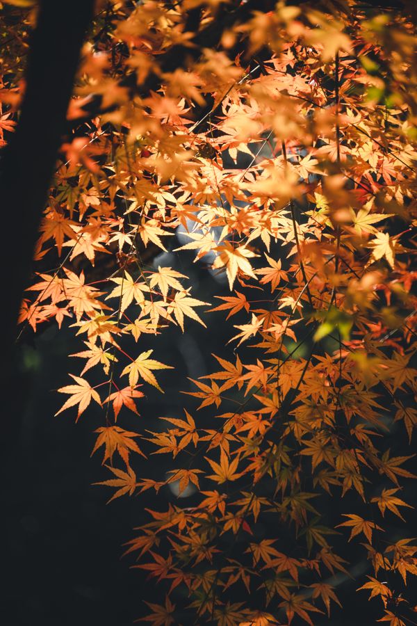 Captivating shot of orange maple leaves in sunlight, highlighting autumn's beauty and colors.