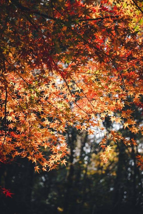 Imagine de stoc gratuită din arbori, arțar, cădere