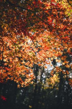 Sun-dappled maple leaves showcasing vibrant autumn colors in a serene forest setting.