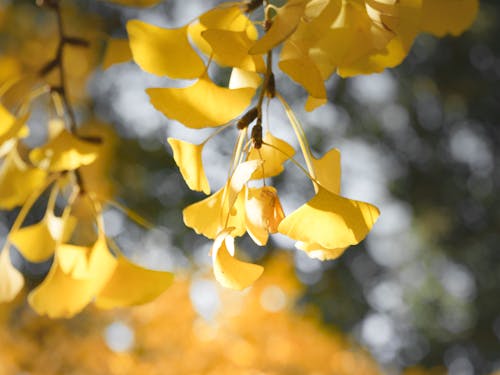 Foto stok gratis ginkgo