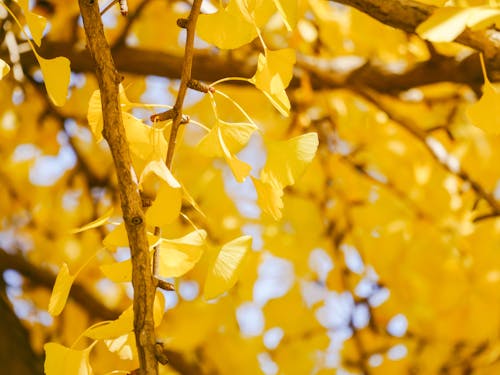 Gratis lagerfoto af ginkgo