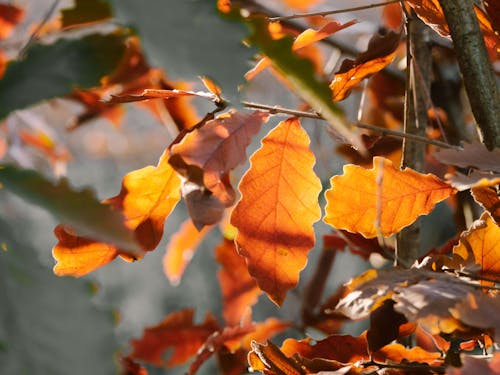 Free stock photo of autumn