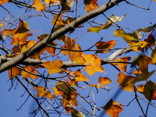 Základová fotografie zdarma na téma atmosfera de outono