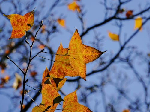 Foto stok gratis atmosfera de outono