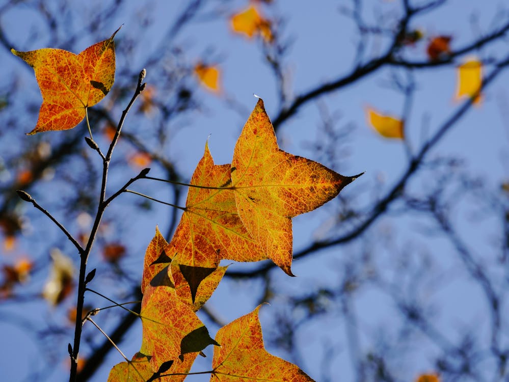 Free stock photo of autumn atmosphere