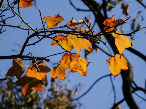 Základová fotografie zdarma na téma atmosfera de outono