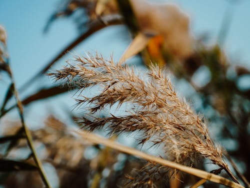 Free stock photo of reed