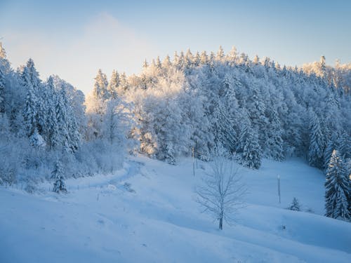 Foto d'estoc gratuïta de arbres, bosc, camí rural