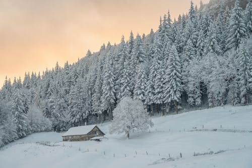 Kostenloses Stock Foto zu außerorts, bäume, gebäude