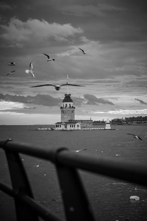 Seagulls Flying around Kiz Kulesi in Istanbul