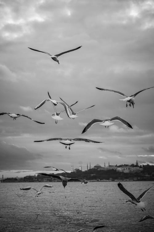 Kostenloses Stock Foto zu fliegen, istanbul, meer