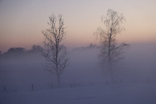 Photos gratuites de arbres, brouillard, coucher de soleil
