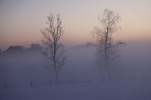 A serene winter landscape with fog enveloping bare trees during sunset.