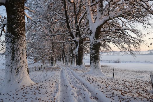 A tranquil snowy path lined with bare trees in a winter landscape.