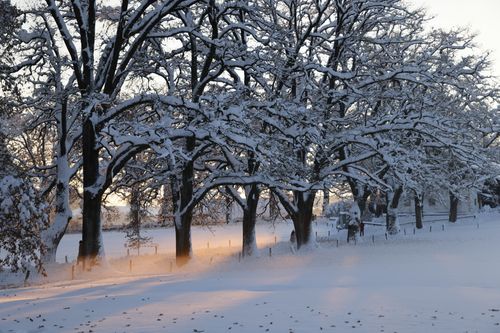 Free Tranquil winter scene with snow-covered trees and sunset glow in rural countryside. Stock Photo