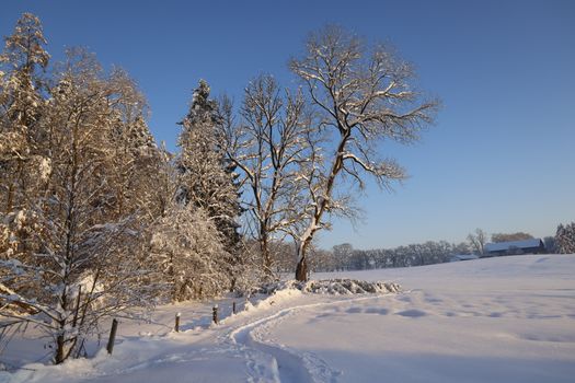 A tranquil winter scene with snow-covered trees and fields under a clear blue sky.