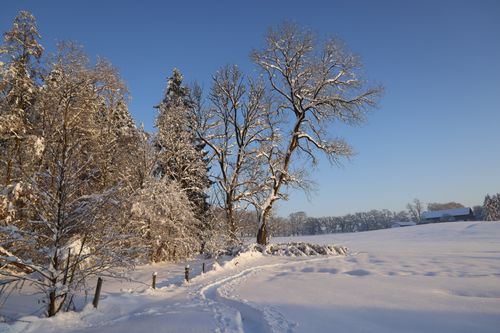 Free A tranquil winter scene with snow-covered trees and fields under a clear blue sky. Stock Photo