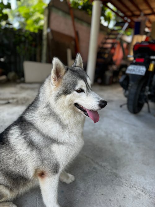 Ilmainen kuvapankkikuva tunnisteilla husky, lumi, Siperialainen