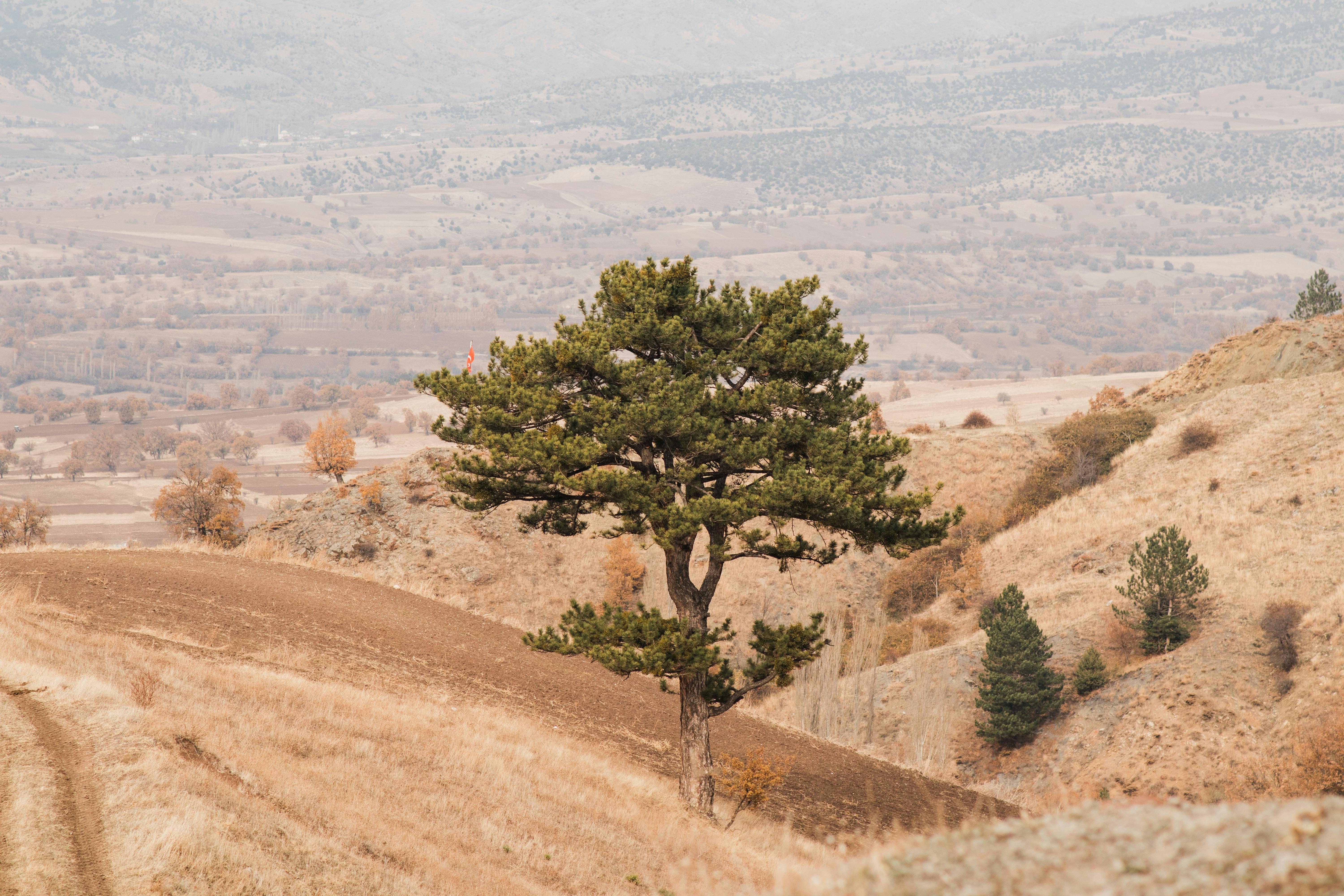 A lone tree stands on a hill in a dry, rural landscape under soft daylight.