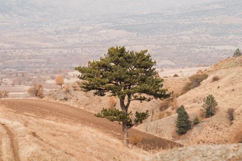 Free A lone tree stands on a hill in a dry, rural landscape under soft daylight. Stock Photo
