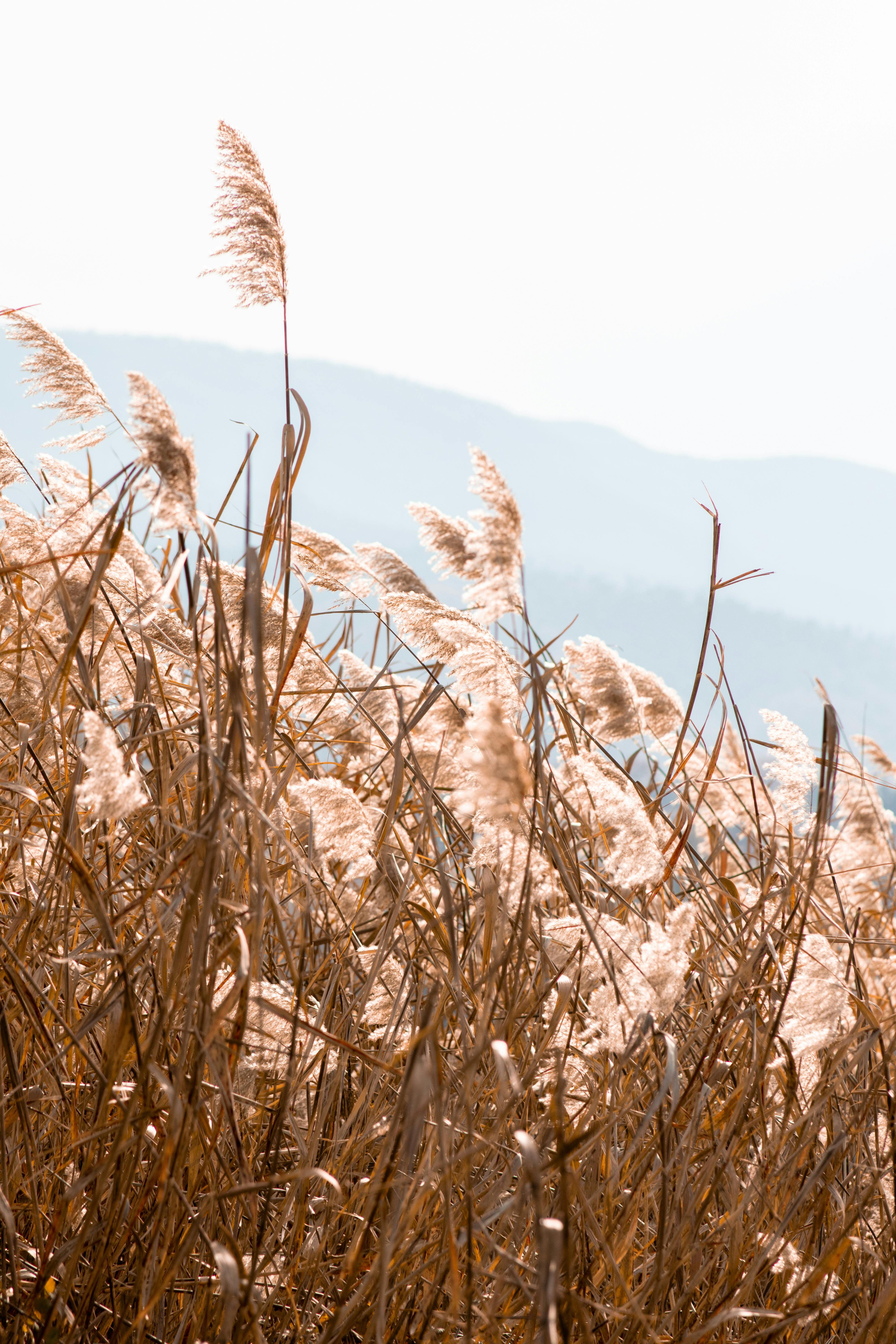 Vertical shot of golden ornamental grasses swaying in sunlight with hills in the background, depicting a rural countryside scene.
