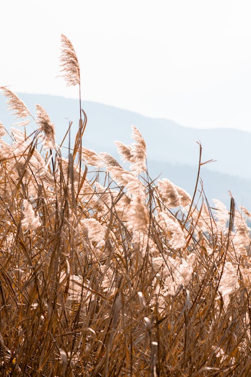 Dry Ornamental Grass on a Field and Mountains in the Background 