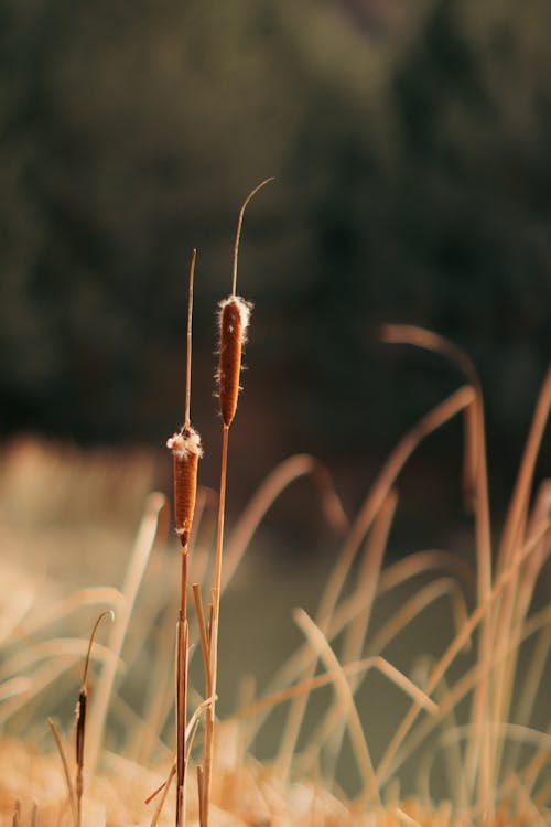 Close-up of Dry Grass and Cattails 