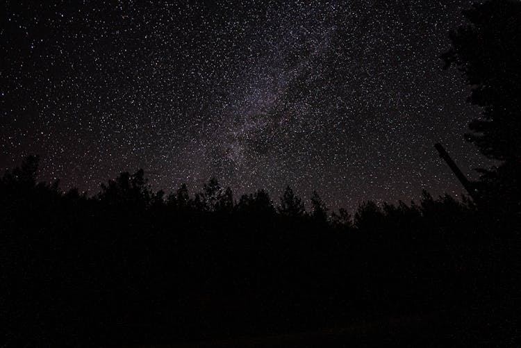 Stars On Night Sky Over Forest Silhouette