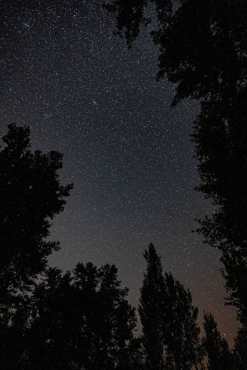 Night Sky over the Forest