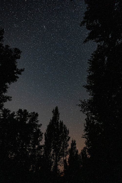 Starry Night Sky from Between the Trees