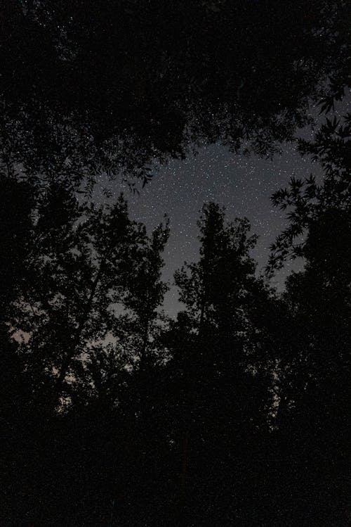 Trees Silhouette at Night