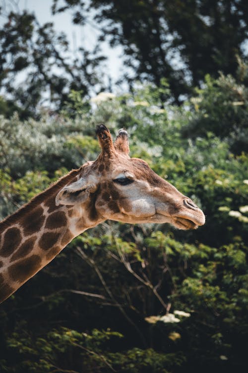 Kostenloses Stock Foto zu giraffe, kopf, mobile wallpaper