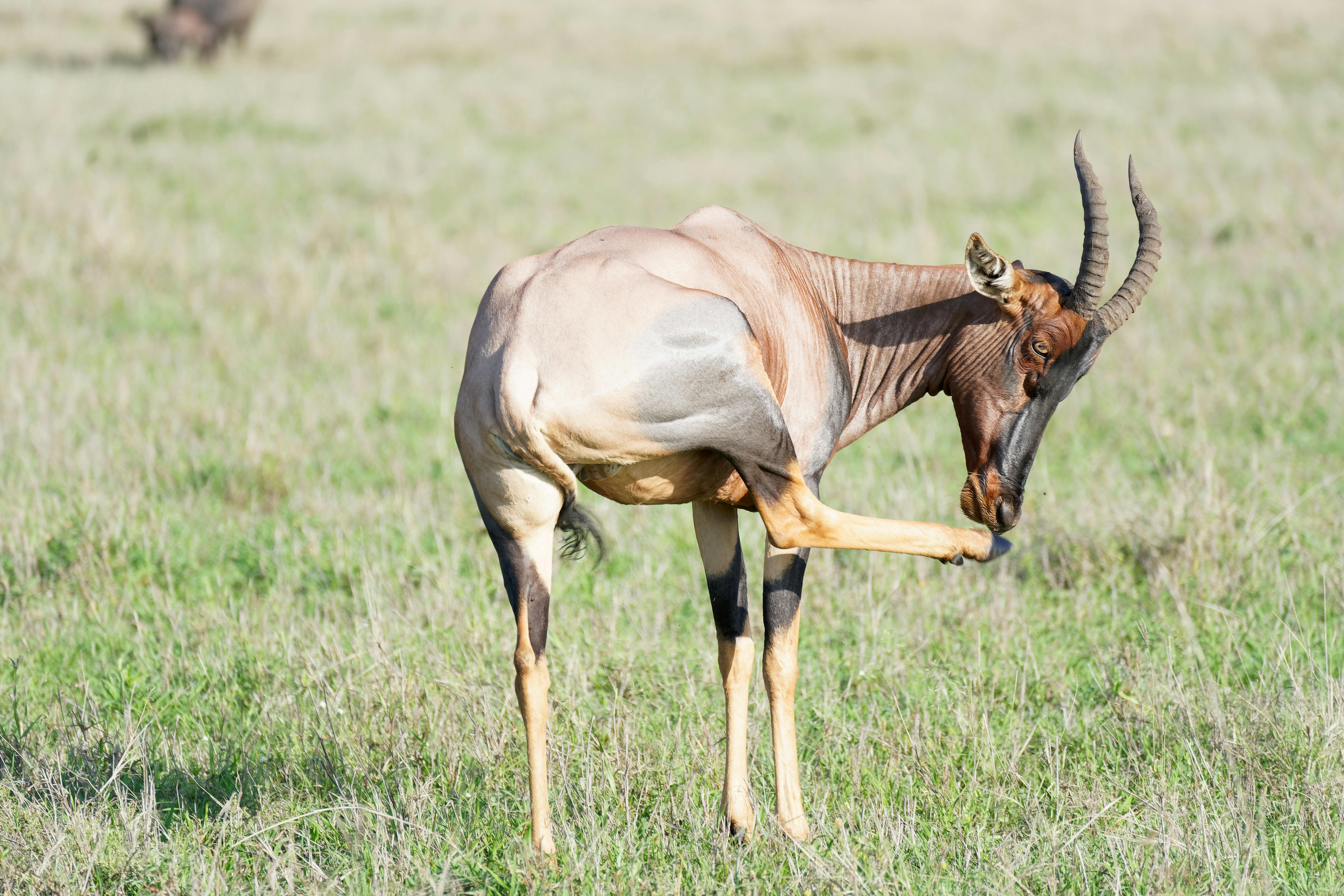 grátis Foto profissional grátis de África, animais selvagens, antílope Foto profissional