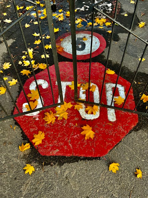 A Stop Sign Painted on the Street Covered in Autumnal Leaves 