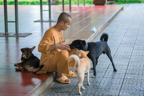 Free Play with dog Stock Photo