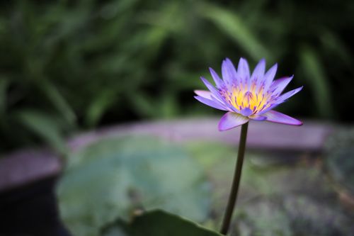 Free Hoa súng Stock Photo