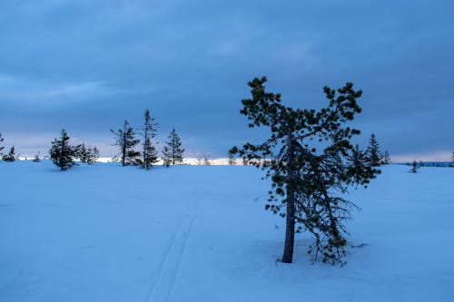 Photos gratuites de fond d'hiver, hiver, paysage d'hiver