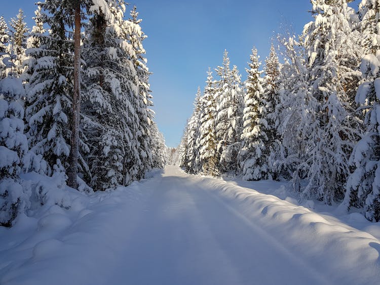 Snow Covered Trees And Road