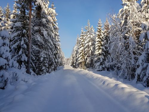 Free A serene winter landscape featuring a snow-covered road flanked by frosty spruce trees under a clear blue sky. Stock Photo